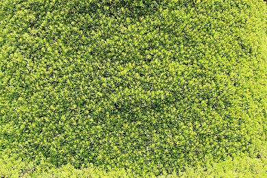 《方舟生存飞升》可爱新生物“猫”上线，性格各异，猫党狂喜