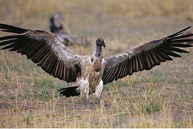 KK官方对战平台 KKB48招募计划开启，地图宝贝由你决定！